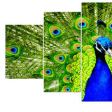 Max Maxb Modern Art Painting PVC Print Picture Home Wall Decor Unframed Peacock
