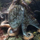Max 3D Waterproof Tapestry Marine Life Series - Octopus Decoration 150x130cm