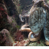 Max 3D Waterproof Tapestry Marine Life Series - Octopus Decoration 150x130cm