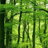 Maxbell 3D Waterproof Tapestries Wall Hanging Tapestry For Indoor Outdoor Usage I