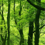 Maxbell 3D Waterproof Tapestries Wall Hanging Tapestry For Indoor Outdoor Usage I