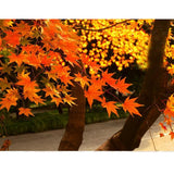 Maxbell 12x Fall Fake Silk Leaves Wedding Favor Autumn Maple Leaf Decor Gold