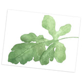 Maxbell Green Plant Canvas Oil Painting Picture Unframed Wall Art  fig leaves M