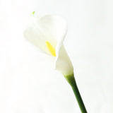Maxbell Artificial Plastic Calla Lily Flowers for Home Garden Wedding Decor White