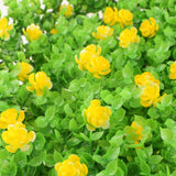 Maxbell Artificial Flower Wall Plants Turf Lawn Panel Wedding Venue Floral Decor #3