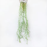 Max Artificial Flower String of Pearls Wicker Wall Hanging Succulents Plants C