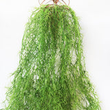 Max Artificial Flower String of Pearls Wicker Wall Hanging Succulents Plants C