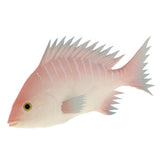 Maxbell Simulation Fish for Home Decor, Market Display, Photography Prop Pink