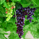 Maxbell Artificial Fake Grape Fruit Home Kitchen Cabinet Display Purple-60 grapes