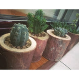 Maxbell Tree Stump Wooden Flower Vase Succulent Plants Bonsai Pot Candle Holder S