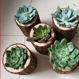 Maxbell Tree Stump Wooden Flower Vase Succulent Plants Bonsai Pot Candle Holder S