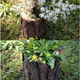Maxbell Tree Stump Wooden Flower Vase Succulent Plants Bonsai Pot Candle Holder S