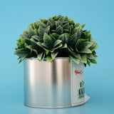 Maxbell Metal Succulent Cactus Flower Pot Vase Flower Pitcher for Home Decoration S