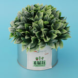 Maxbell Metal Succulent Cactus Flower Pot Vase Flower Pitcher for Home Decoration S