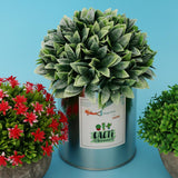 Maxbell Metal Succulent Cactus Flower Pot Vase Flower Pitcher for Home Decoration M