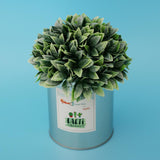 Maxbell Metal Succulent Cactus Flower Pot Vase Flower Pitcher for Home Decoration M