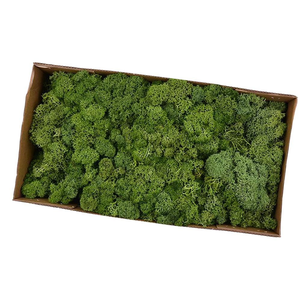 Natural Dried Reindeer Moss Treated Immortal moss Crafts DIY Floral Decor Yellow Green