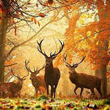 Max Maxb DIY Animal Craft 5D Diamond Painting Embroidery Cross Stitch Kits Elk