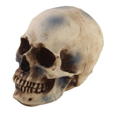 1:1 Realistic Replica Human Skull Resin Skull Skeleton Head