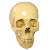 1:1 Realistic Replica Human Skull Resin Skull Skeleton Head Model