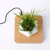 Maxbell Levitating Air Bonsai Pot Potted Plant Aerial Flower Pots Home Planter Light
