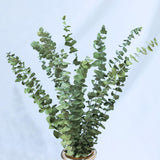 10Pcs Eucalyptus Leaves Real Plant Bouquet Wedding Home Decoration Supplies