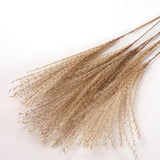 Maxbell Dried Pampas Grass Reeds Flower Floral Arrangements for Table Centerpiece
