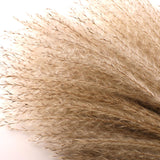 Maxbell Dried Pampas Grass Reeds Flower Floral Arrangements for Table Centerpiece