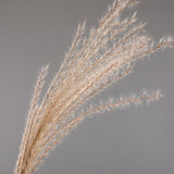 Maxbell Dried Pampas Grass Reeds Flower Floral Arrangements for Table Centerpiece
