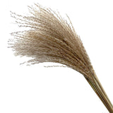 Maxbell Dried Pampas Grass Reeds Flower Floral Arrangements for Table Centerpiece