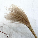 Maxbell Dried Pampas Grass Reeds Flower Floral Arrangements for Table Centerpiece