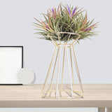 Maxbell Flower Vase Stand Rack Holder Display Desktop Dried Flower Home Dinner Gold