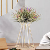 Maxbell Flower Vase Stand Rack Holder Display Desktop Dried Flower Home Dinner Gold