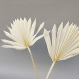 Maxbell 5 Pieces Dried Palm Leaves with Stem Large for Home Arrangement