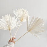Maxbell 5 Pieces Dried Palm Leaves with Stem Large for Home Arrangement