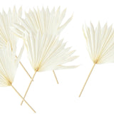 Maxbell 5 Pieces Dried Palm Leaves with Stem Large for Home Arrangement