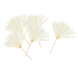 Maxbell 5 Pieces Dried Palm Leaves with Stem Large for Home Arrangement