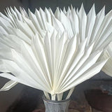 Maxbell 5 Pieces Dried Palm Leaves with Stem Large for Home Arrangement