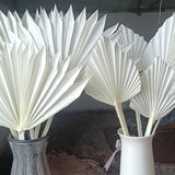 Maxbell 5 Pieces Dried Palm Leaves with Stem Large for Home Arrangement