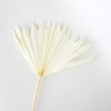 Maxbell 5 Pieces Dried Palm Leaves with Stem Large for Home Arrangement
