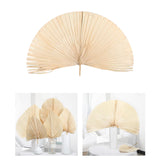 Maxbell Dried Palm Leaves Dried Flower for Window Reception Party Photo Props 50CM