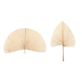 Maxbell Dried Palm Leaves Dried Flower for Window Reception Party Photo Props 50CM