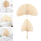 Maxbell Dried Palm Leaves Dried Flower for Window Reception Party Photo Props 50CM