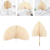 Maxbell Dried Palm Leaves Dried Flower for Window Reception Party Photo Props 50CM