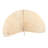 Maxbell Dried Palm Leaves Dried Flower for Window Reception Party Photo Props 50CM