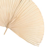 Maxbell Dried Palm Leaves Dried Flower for Window Reception Party Photo Props 50CM