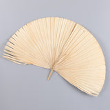 Maxbell Dried Palm Leaves Dried Flower for Window Reception Party Photo Props 50CM