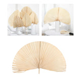 Maxbell Dried Palm Leaves Dried Flower for Window Reception Party Photo Props 50CM