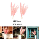 Maxbell 6Pcs Boho Dried Pampas Grass Party Phragmites Reed Flower for Vase Bouquet Length 110cm