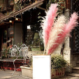 Maxbell 6Pcs Boho Dried Pampas Grass Party Phragmites Reed Flower for Vase Bouquet Length 120cm